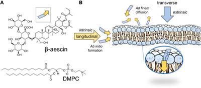 Dual mechanical impact of β-escin on model lipid membranes
